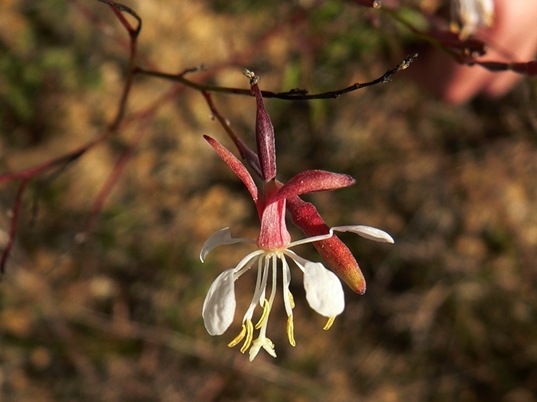 {Gaura filipes}